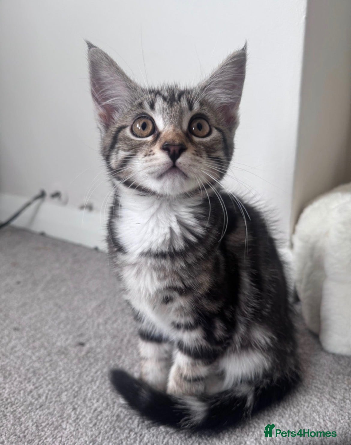 Mixed Breed cats Maine Coone cross female kittens - Advert 5