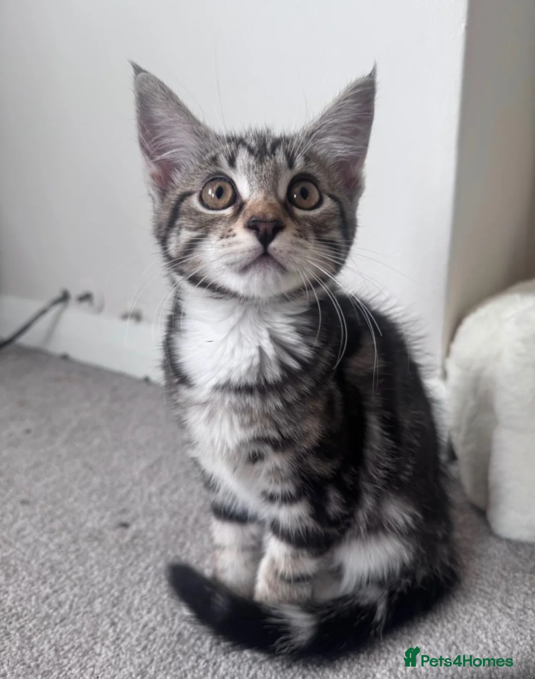 Mixed Breed cats for sale: Maine Coone cross female kittens - Advert 1