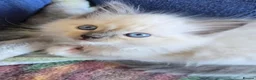Mixed Breed cats for sale: Two male ragdoll mix kittens - Advert 12