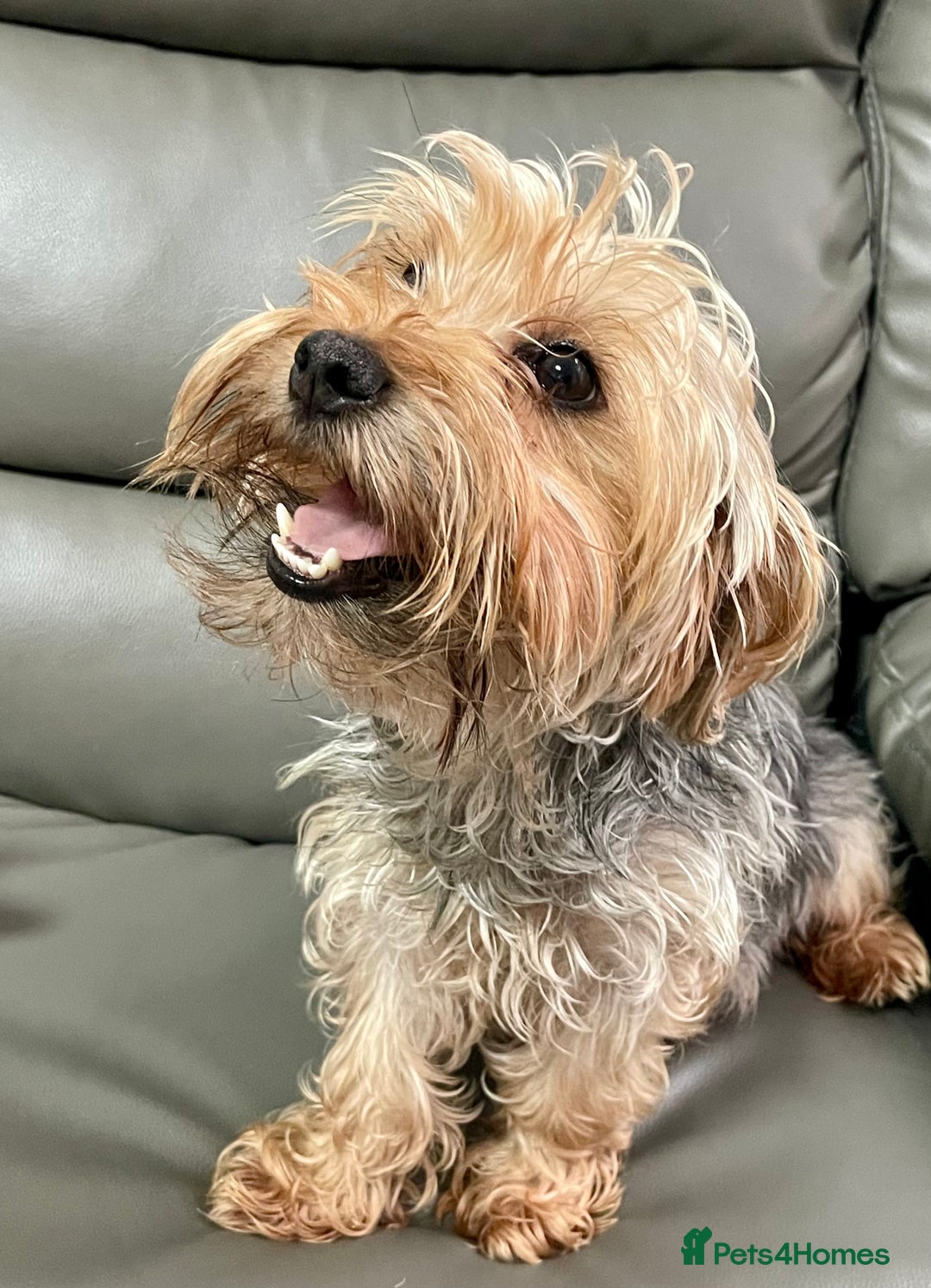 Yorkshire Terrier dogs for sale: Beautiful Yorkshire Terrier Puppies  - Advert 2