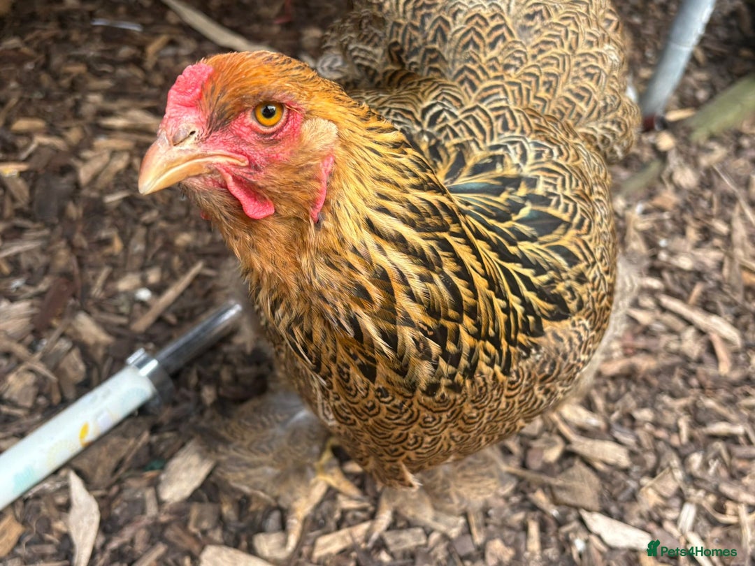 Hens poultry for sale: Hens x 6 - Advert 3