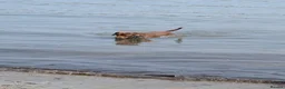 Mixed Breed dogs for sale: Two year old male Springer Spaniel x Patterdale - Advert 10
