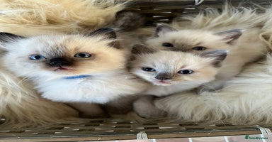 Ragdoll cats - Advert 5