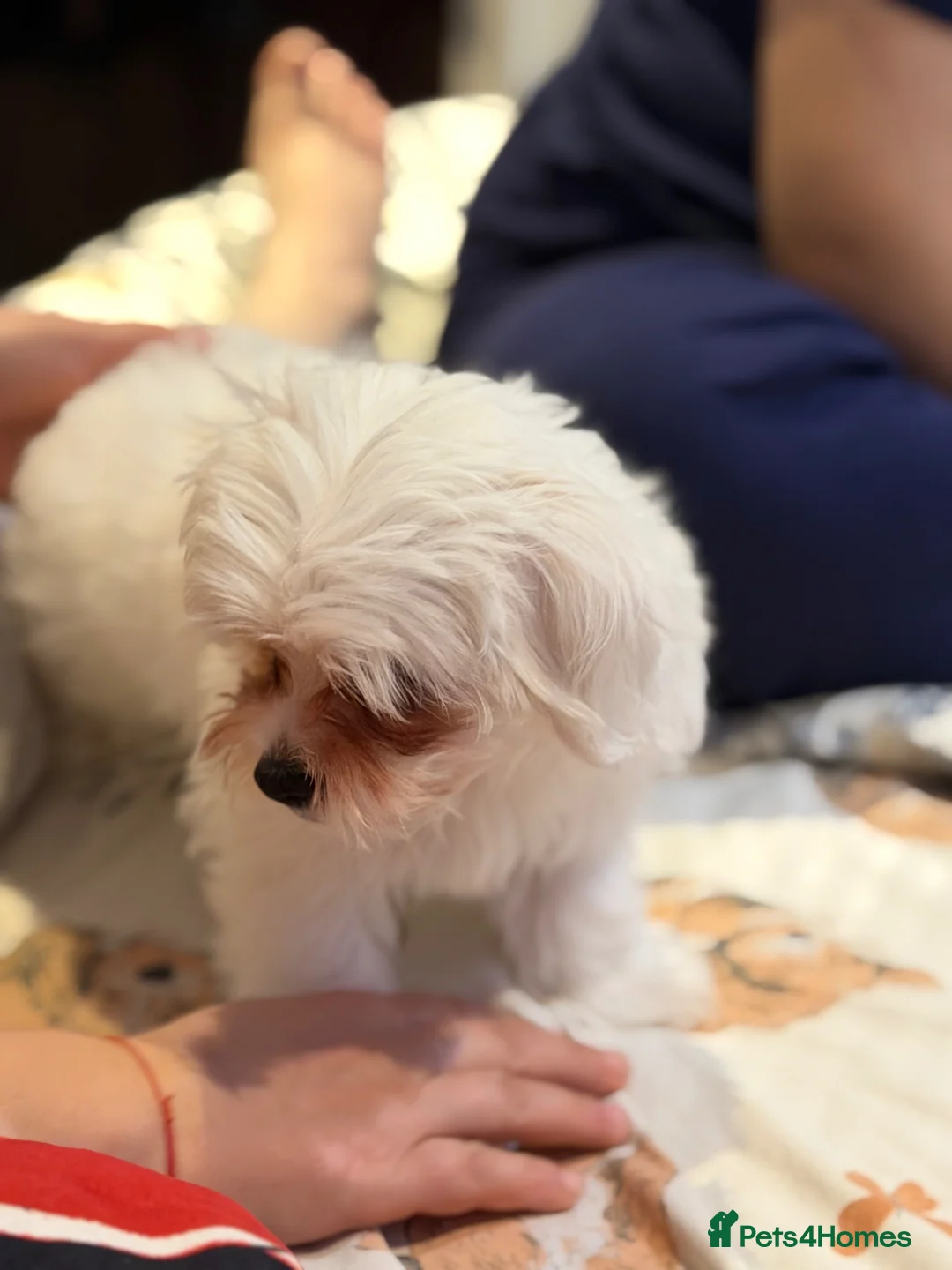 Bichon Frise dogs for sale: Puppy bichon  in London - Advert 5