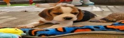 Beagle dogs for sale: Stunning KC Registered Beagle Pups- Ready 24.08.26 in Thirsk - Advert 5