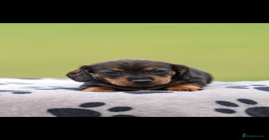 Dachshund dogs - Advert 1