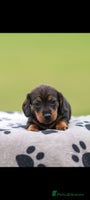 Dachshund dogs - Advert 1