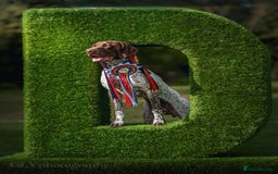 German Shorthaired Pointer dogs for stud: KC GSP Stud – Stunning, Strong, Smart - Image 1
