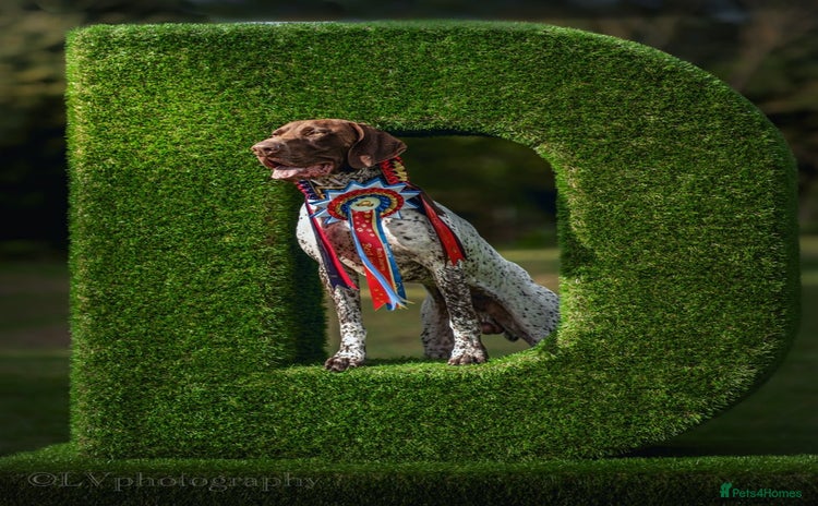 German Shorthaired Pointer dogs - Advert 2