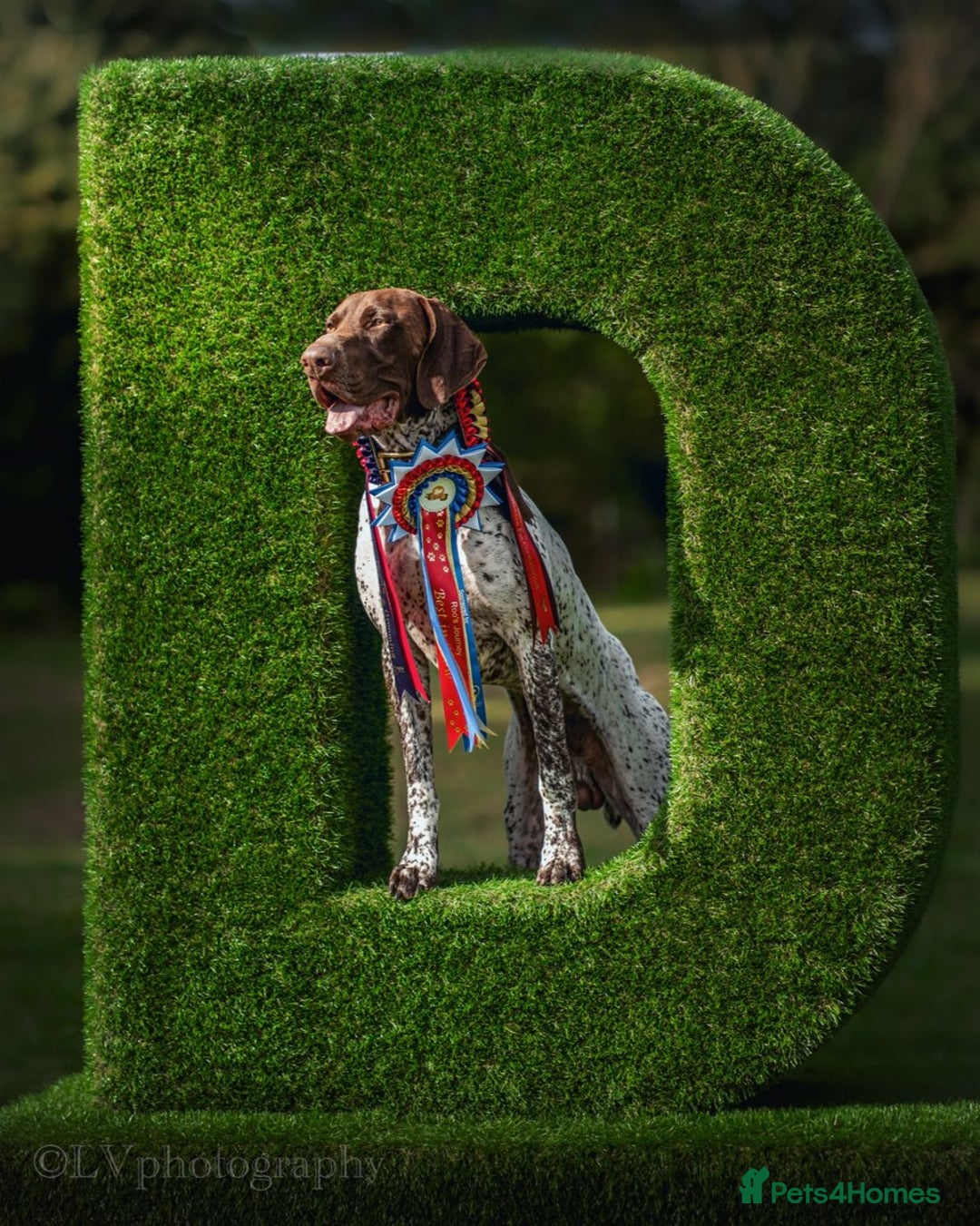 German Shorthaired Pointer dogs for stud: KC GSP Stud – Stunning, Strong, Smart - Image 1