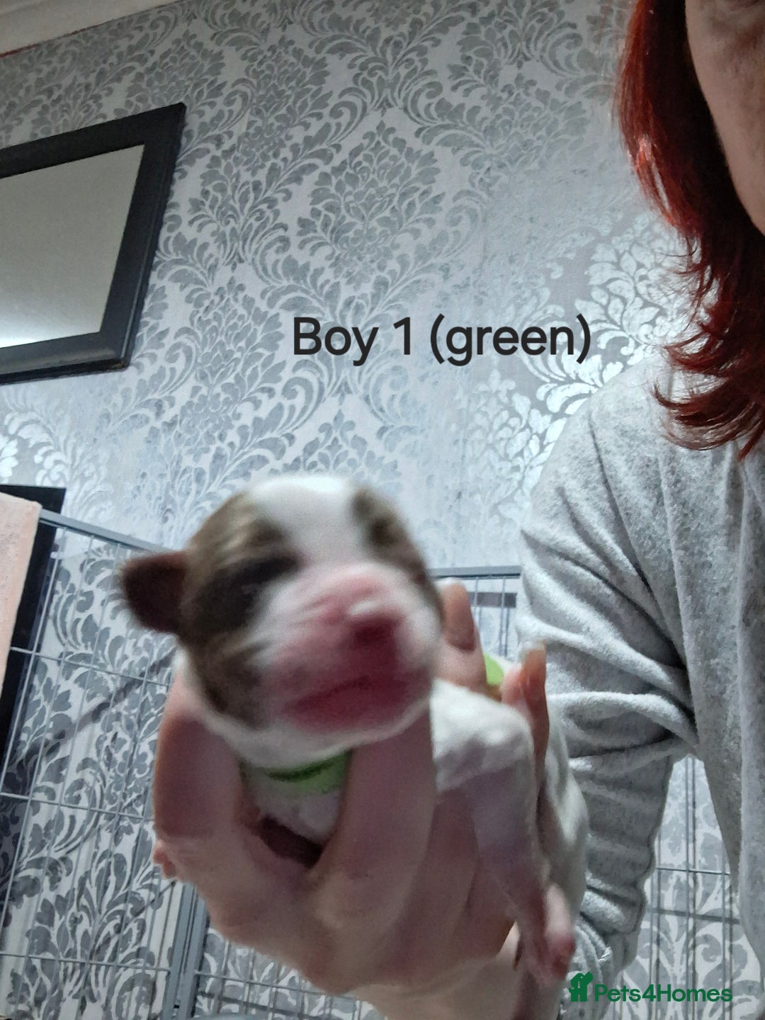 Sprocker dogs for sale: Sprocker/Springer Spaniel pups - Advert 8