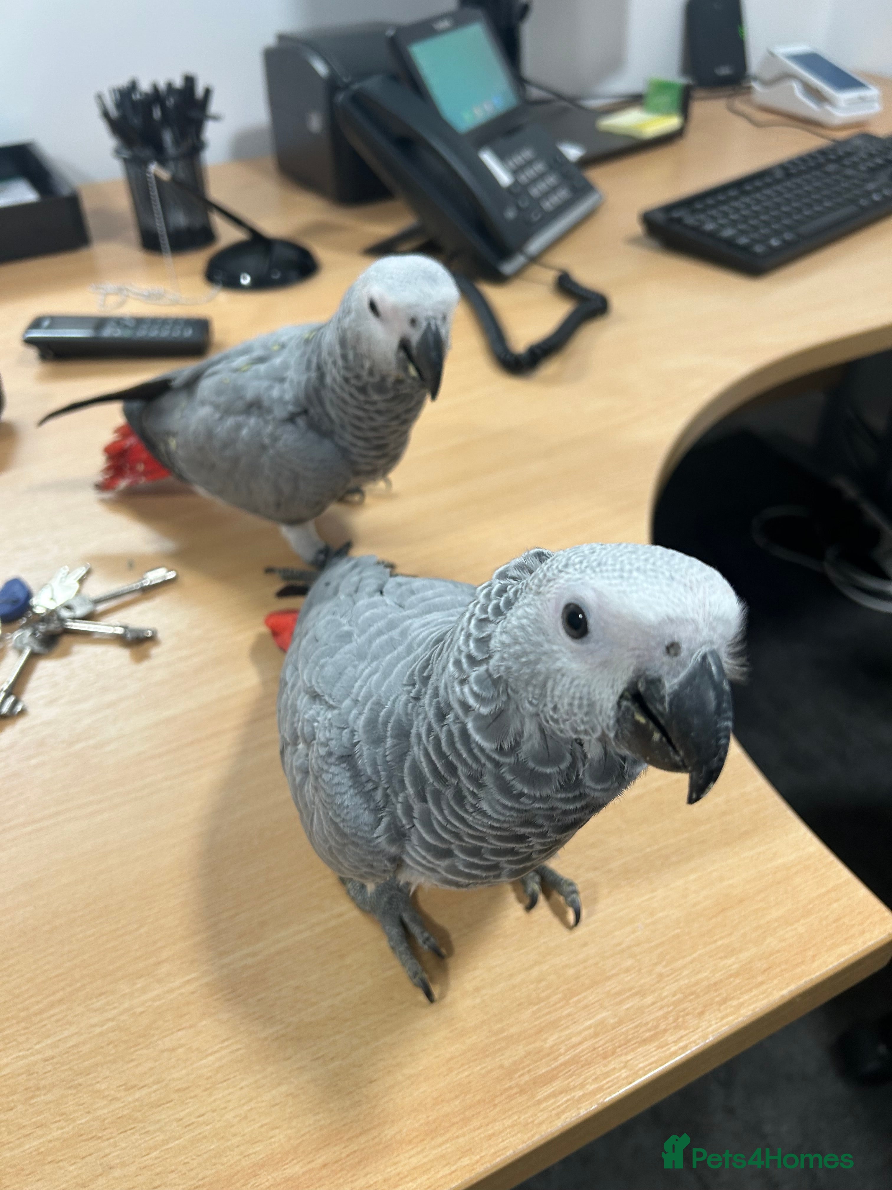Parrots birds Hand Reared Baby African Greys  - Advert 7