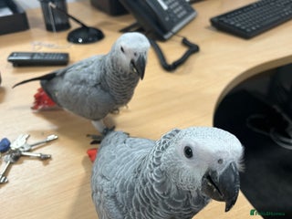 Parrots birds Hand Reared Baby African Greys - Advert 9