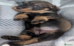 Miniature Dachshund dogs for sale: Stunning miniature wire haired dachshunds  - Image 7
