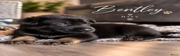 German Shepherd dogs for sale: Beautiful German Shepherds  - Advert 5