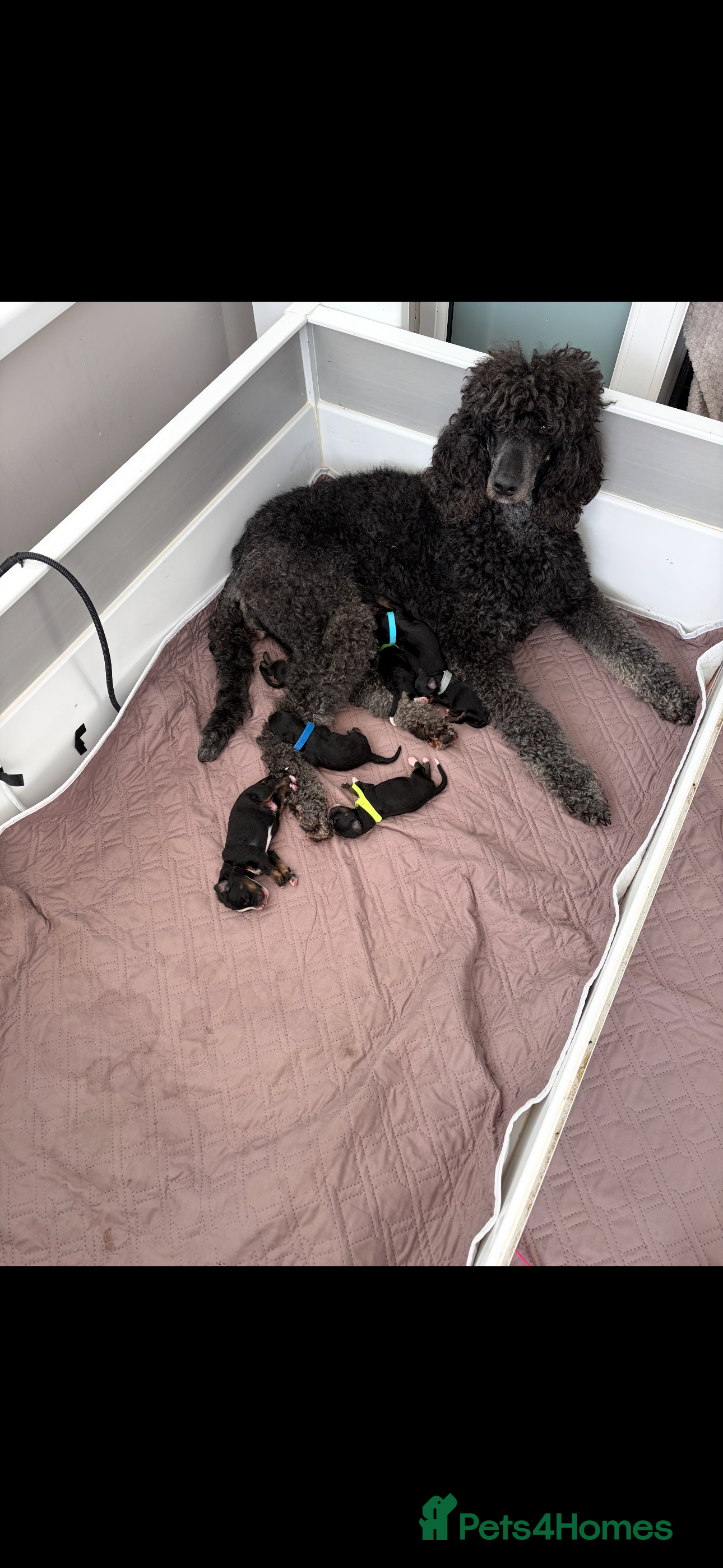 Bernedoodle dogs Gorgeous Bernedoodle puppies 🖤 - Advert 2