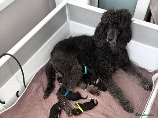 Bernedoodle dogs Gorgeous Bernedoodle puppies 🖤 - Advert 2