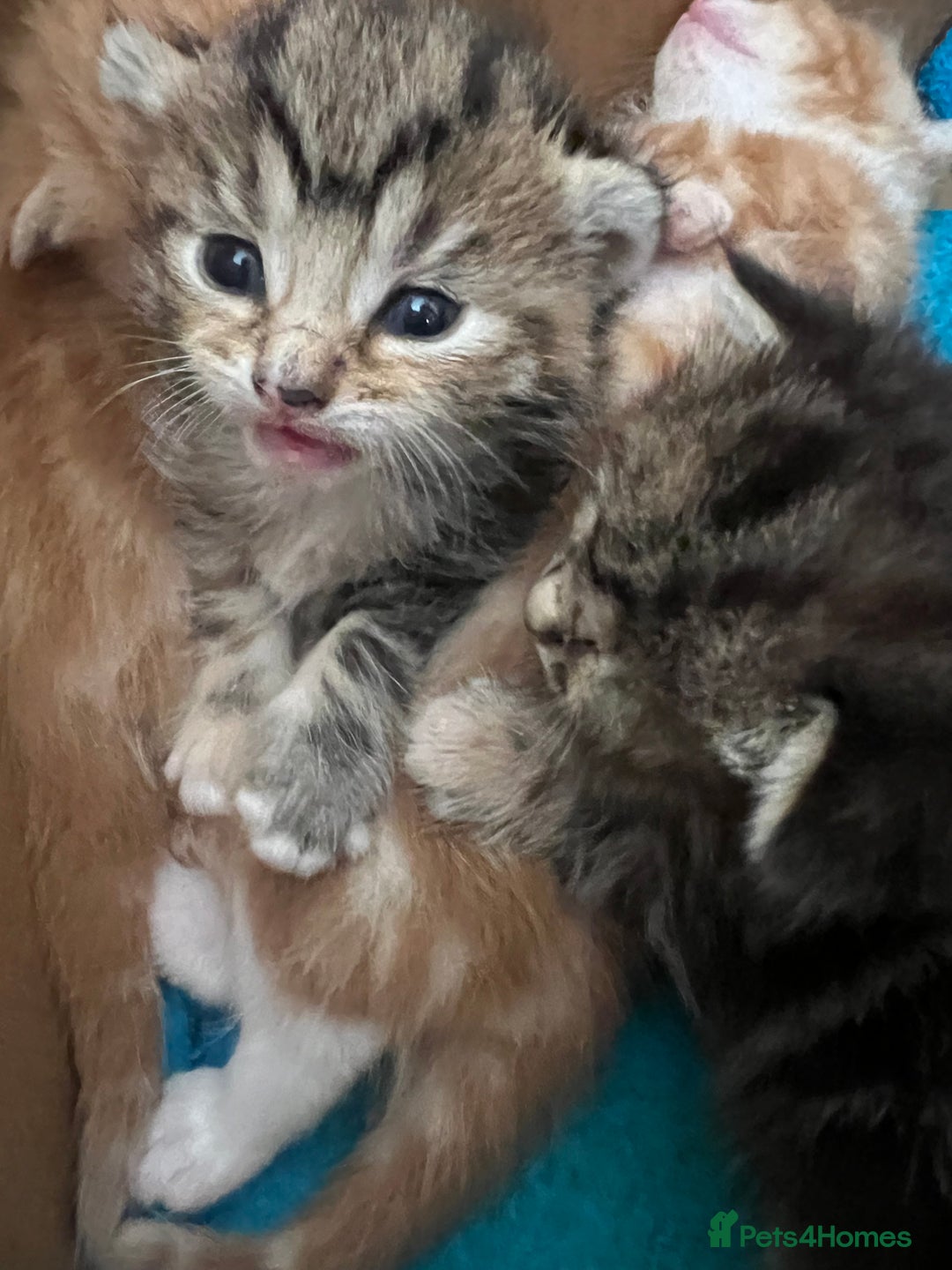 Mixed Breed cats for sale:  Beautiful Kittens for Sale – 2 Boys & 2 Girls 🐾 - Image 30