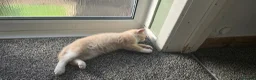 British Shorthair cats for sale: British short haired kittens  - Advert 14