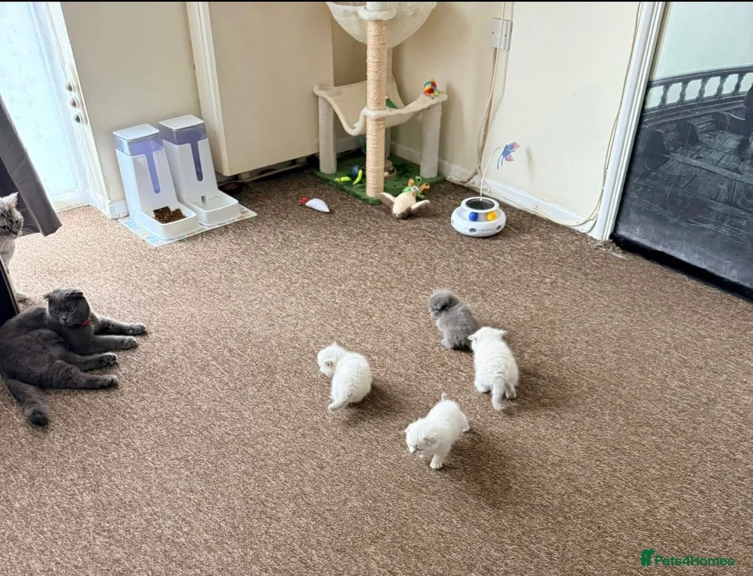 Scottish Fold cats for sale: Scottish fold / straight kittens  - Advert 2