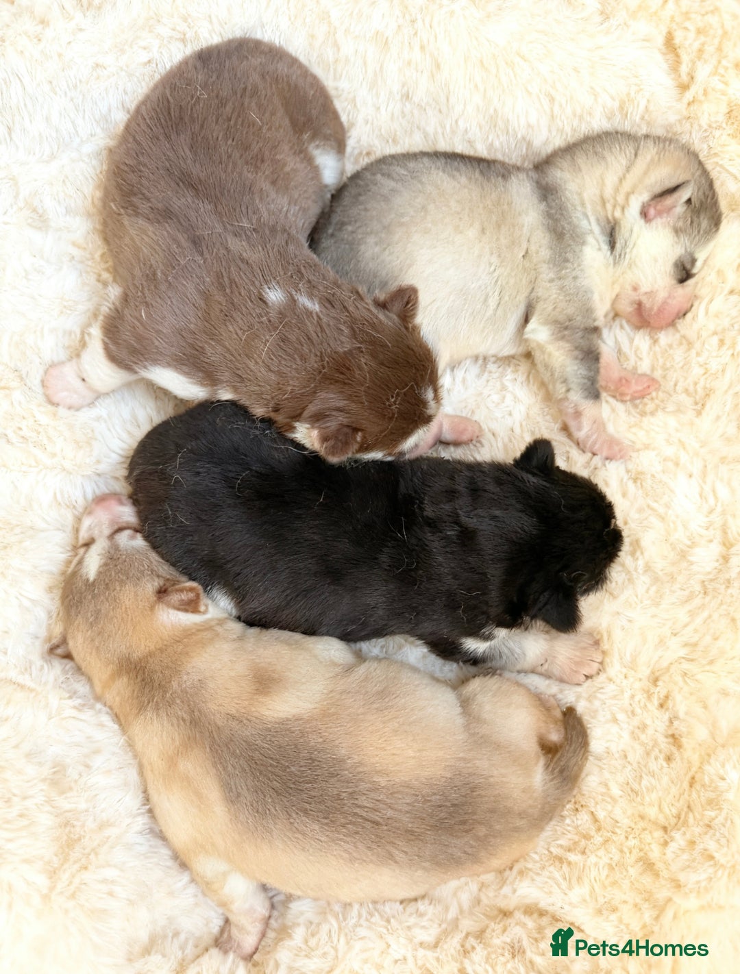 Siberian Husky dogs for sale: Husky  - Advert 1