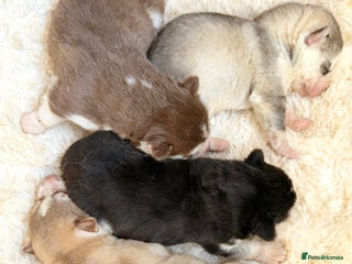 Siberian Husky dogs Husky - Advert 2