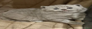 Female Blue British Shorthair Kitten 2
