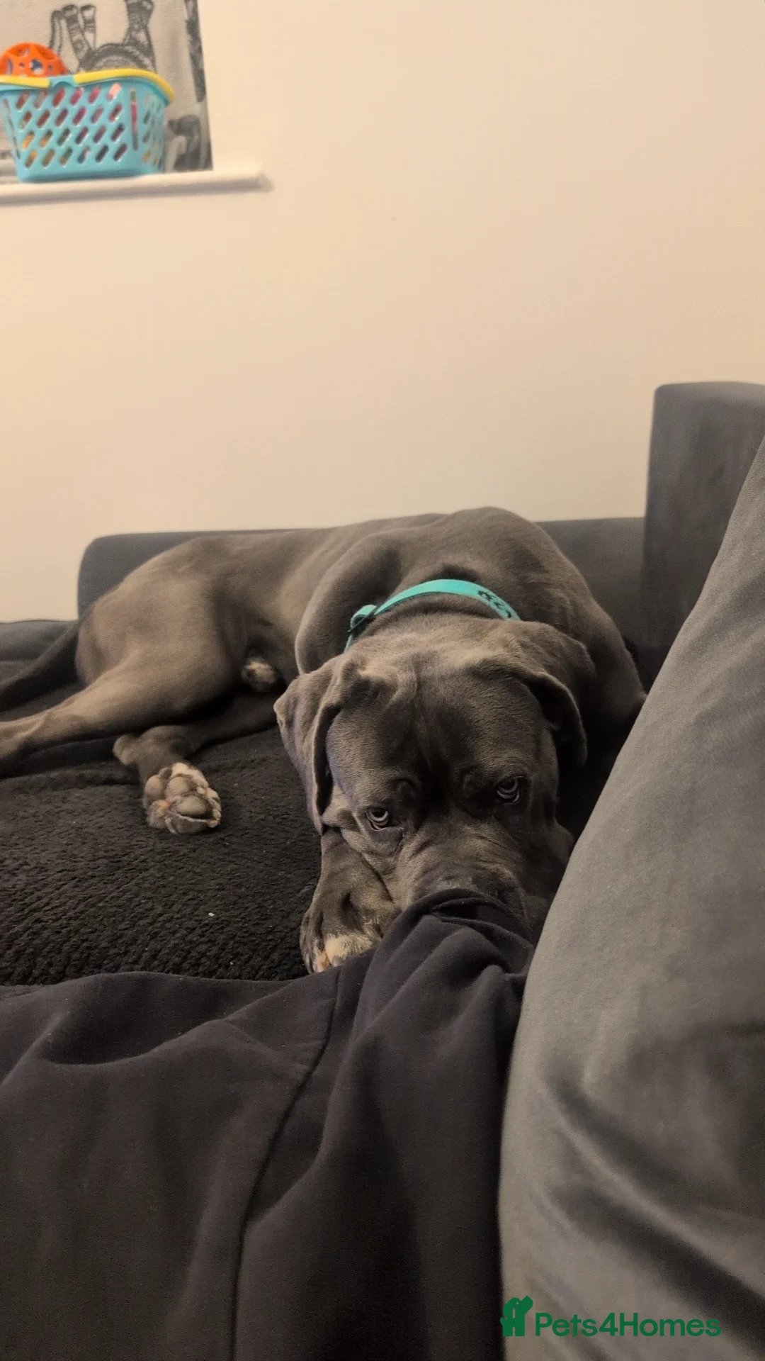 Cane Corso dogs for sale: Beautiful male blue cane corso  - Advert 4