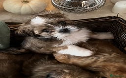 Lhasa Apso dogs for sale: Lhasa apso puppies  - Advert 11