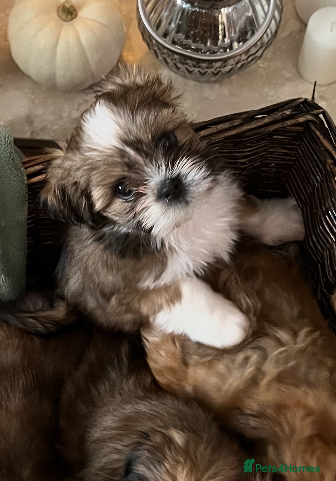 Lhasa Apso dogs for sale: Lhasa apso puppies  - Advert 11