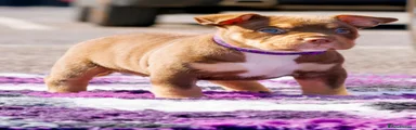 American Bully 4