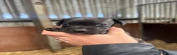 Patterdale Terrier dogs for sale: Patterdale Terriers - Advert 8