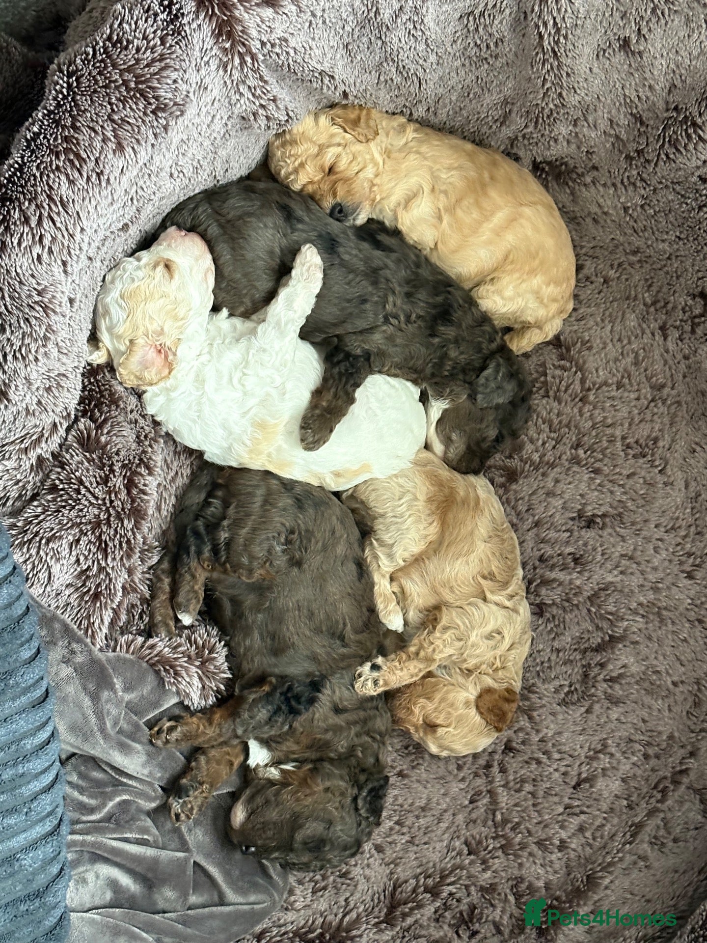 Cavapoo dogs Stunning cavapoo puppies  - Advert 2