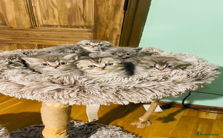 Scottish Fold cats - Advert 1