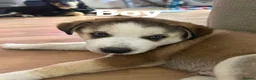 Mixed Breed dogs for sale: Miss Brooklyn Cole in Tewkesbury - Advert 3