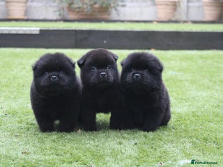 Mixed Breed dogs 🐾 Chow Chow x Japanese Chin CHINCHOWS 🐾 - Advert 1