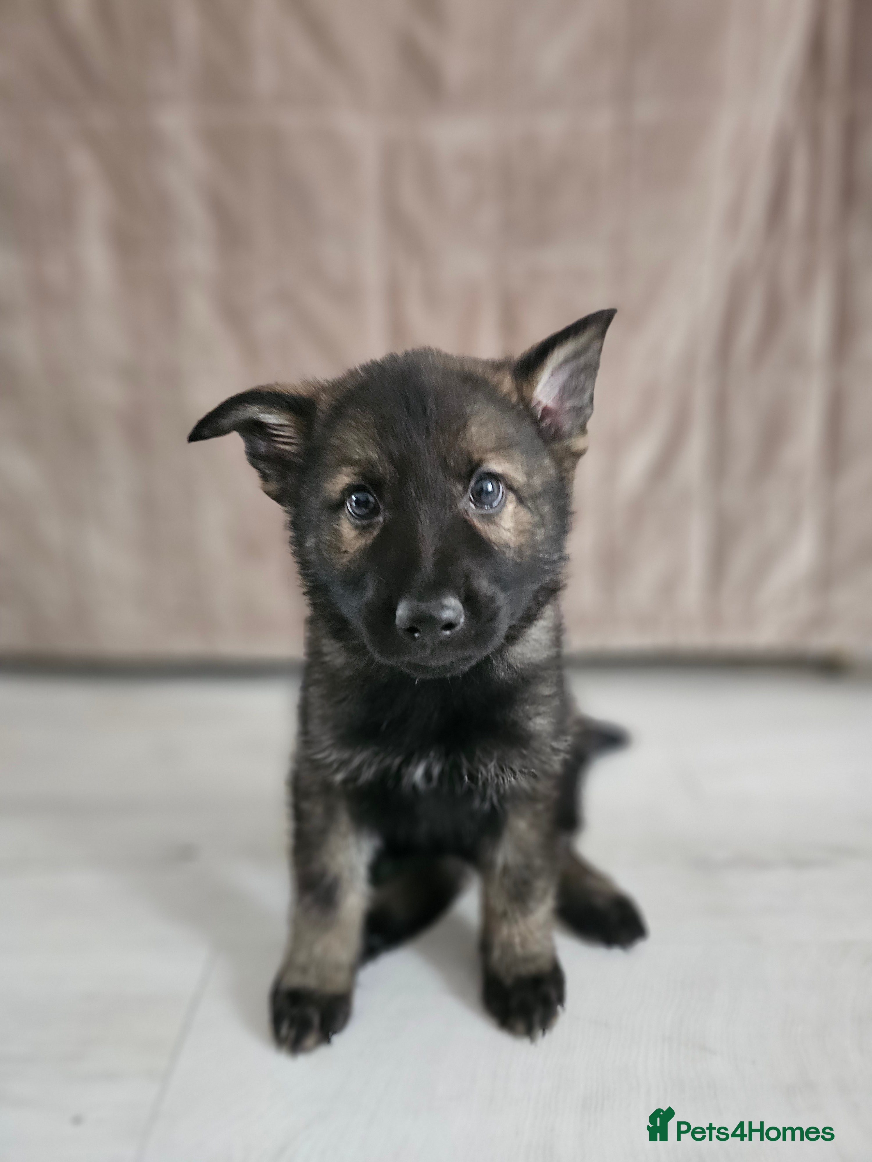 German Shepherd dogs Outstanding Pedigree German Shepherd Puppies - Advert 2