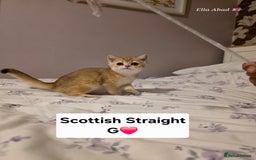 Scottish Fold cats for sale: Purebred Golden chinchilla TICA registered - Image 5