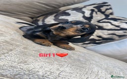 Miniature Dachshund dogs for sale: 🐾Adorable miniature dachshunds 🐾 - Image 4