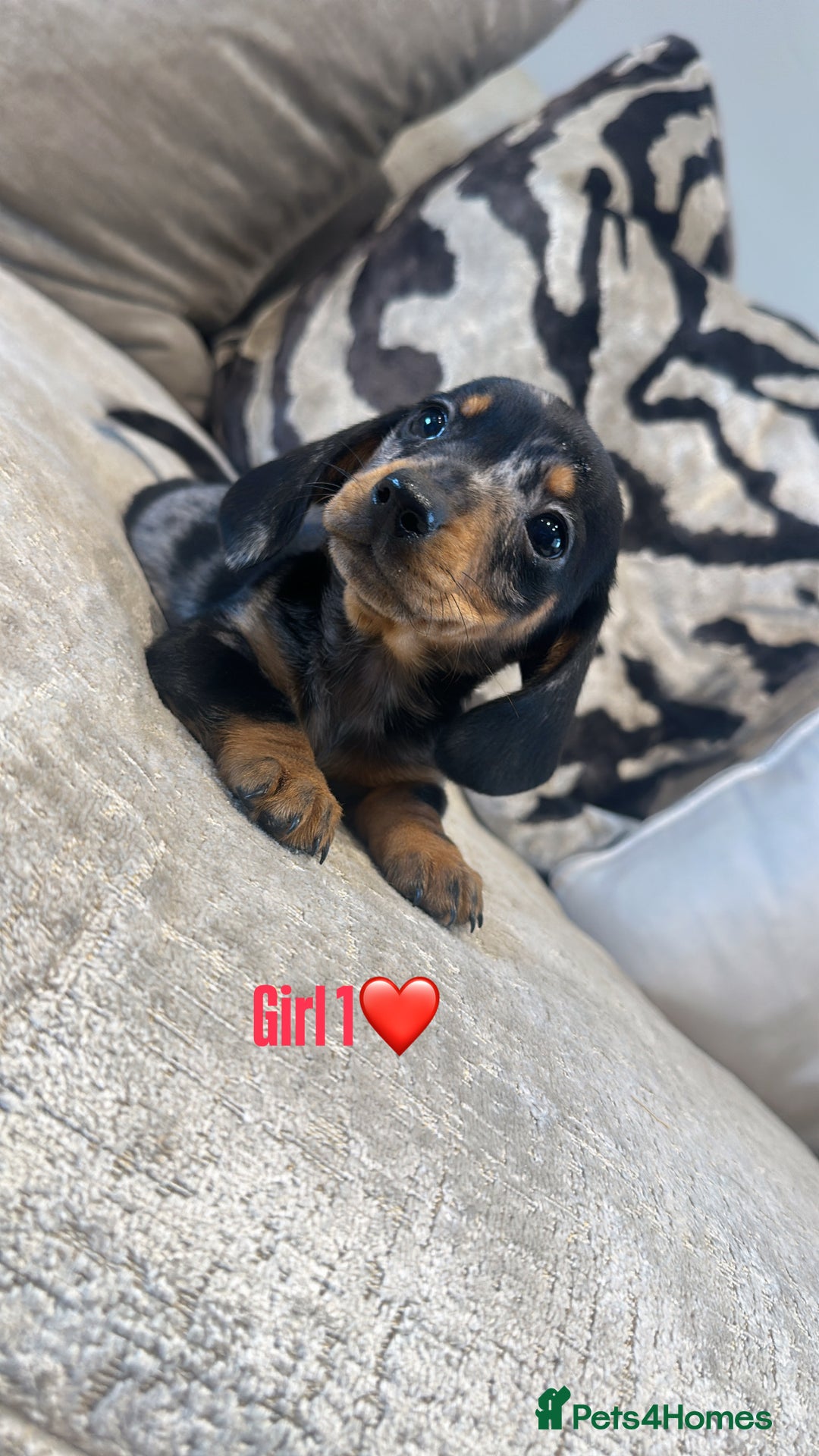 Miniature Dachshund dogs for sale: 🐾Adorable miniature dachshunds 🐾 - Image 4