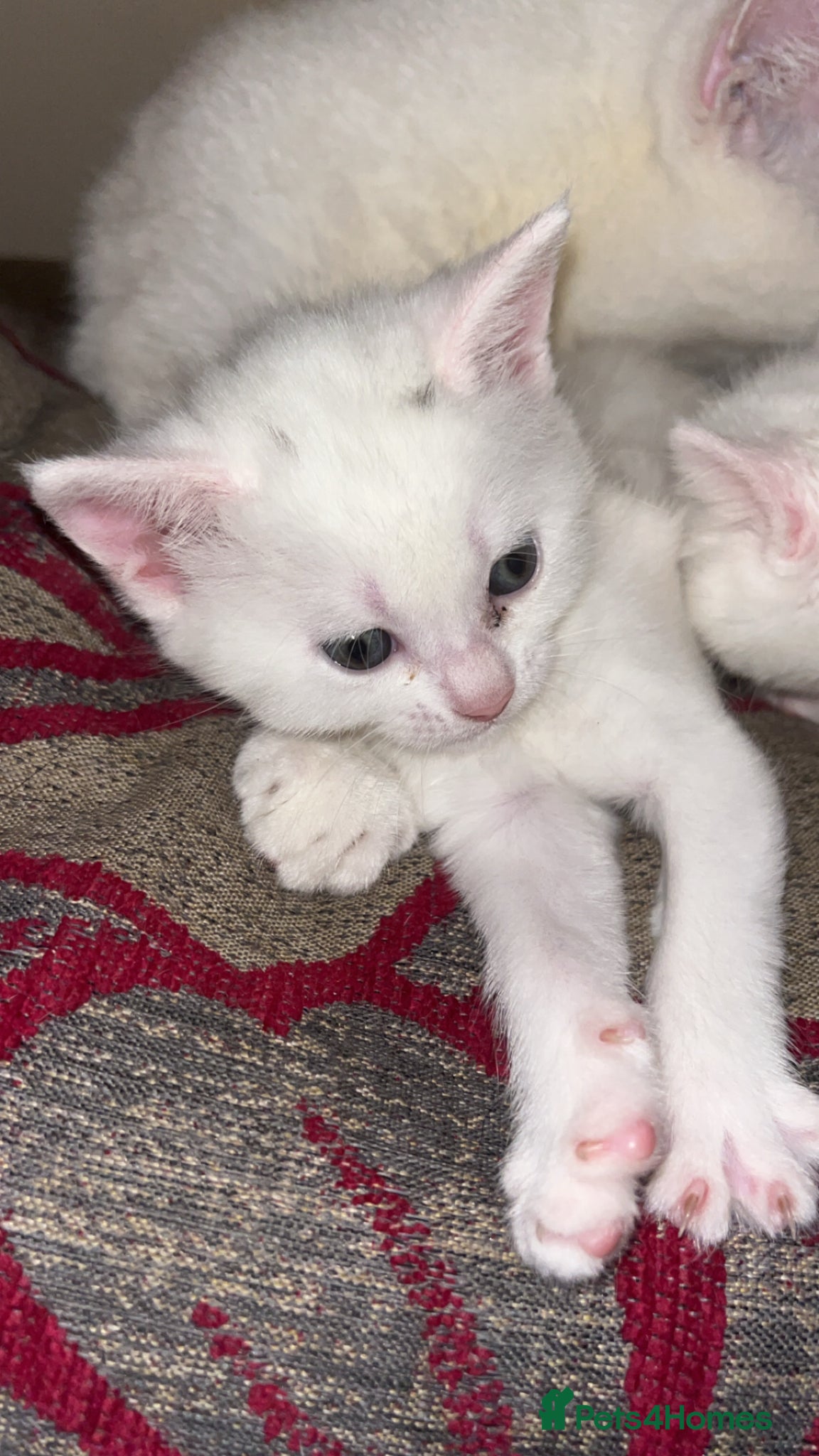 Mixed Breed cats White fluffy kitten adorable  - Advert 1