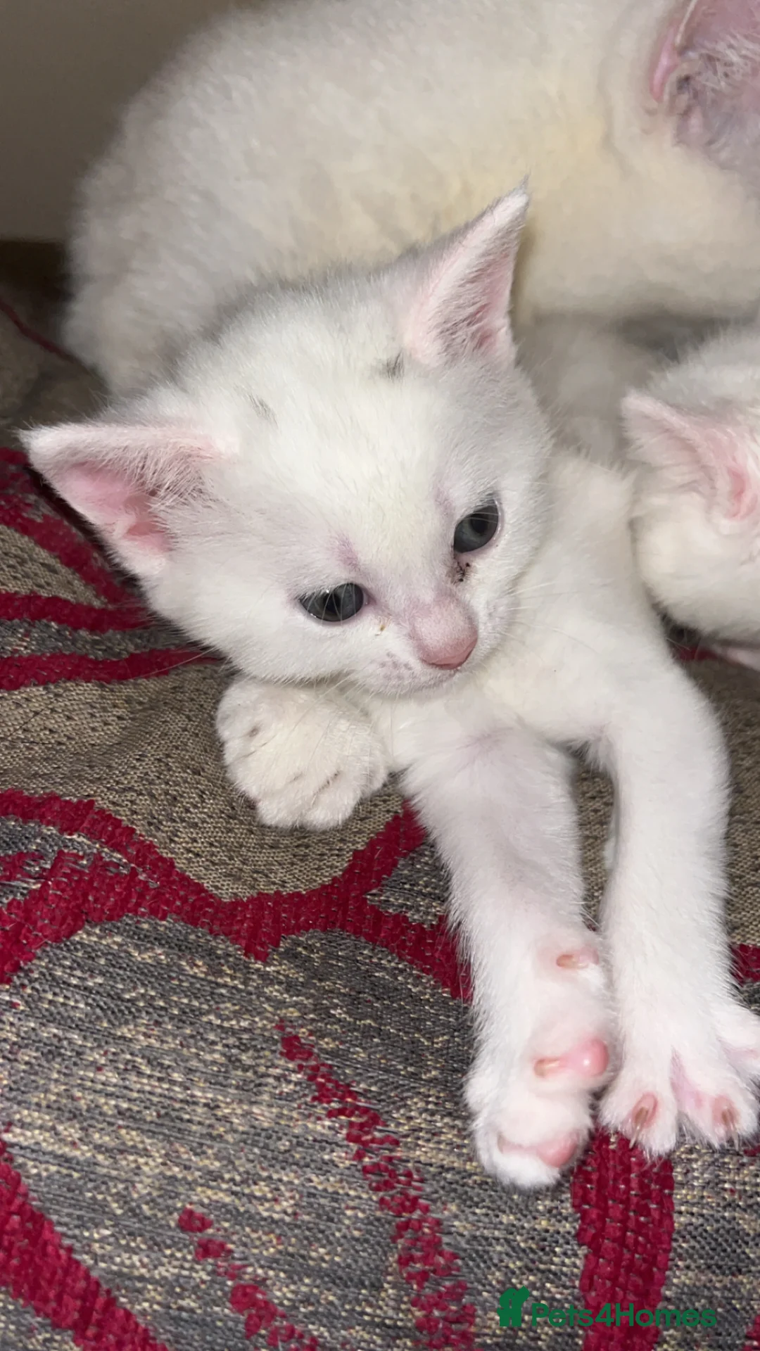 Mixed Breed cats for sale: White fluffy kitten adorable  - Advert 1