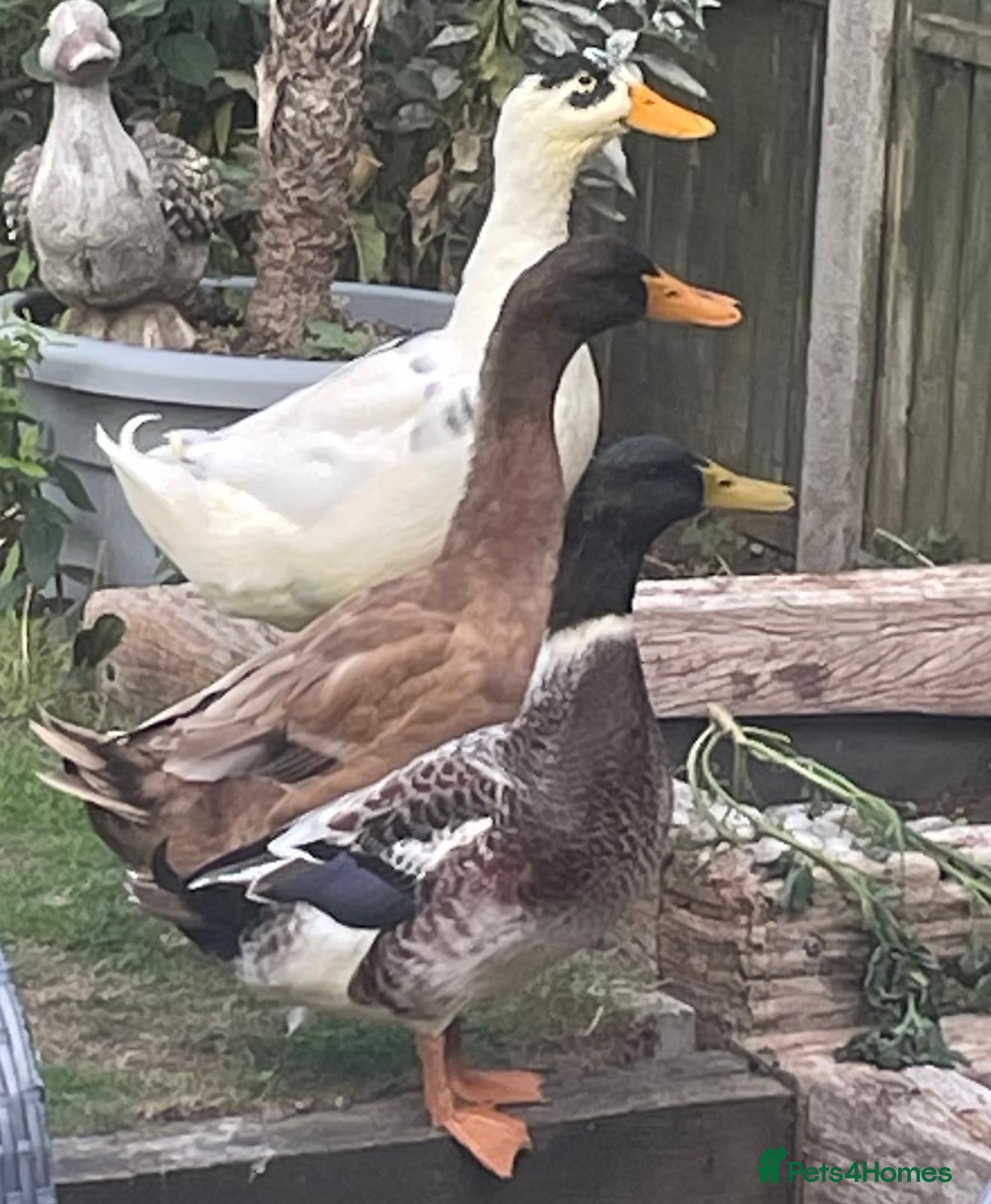 Ducks poultry 3 drakes  - Advert 8