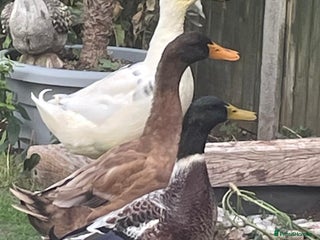 Ducks poultry - Advert 1