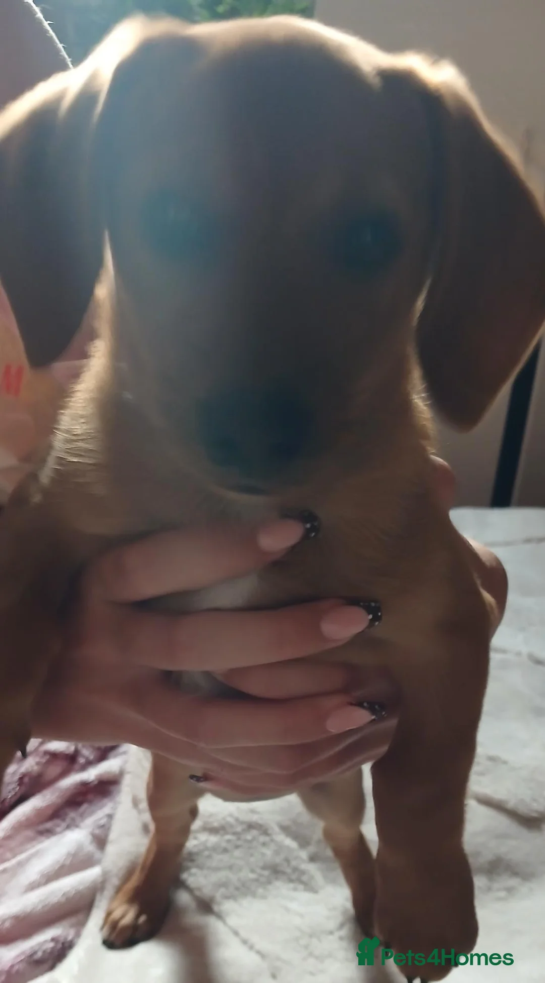 Mixed Breed dogs for sale: 2 beautiful pomerainian/daschund puppies 400 each - Advert 10