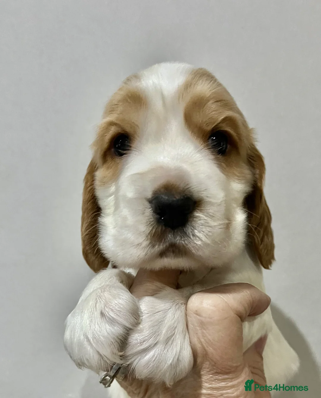 Cocker Spaniel dogs for sale: Quality show type cocker spaniels - Advert 3