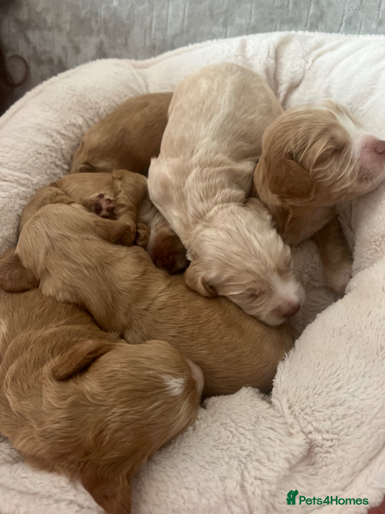 Cocker Spaniel dogs Purebred cocker spaniels for sale, 3 boys,3 girls  - Advert 2