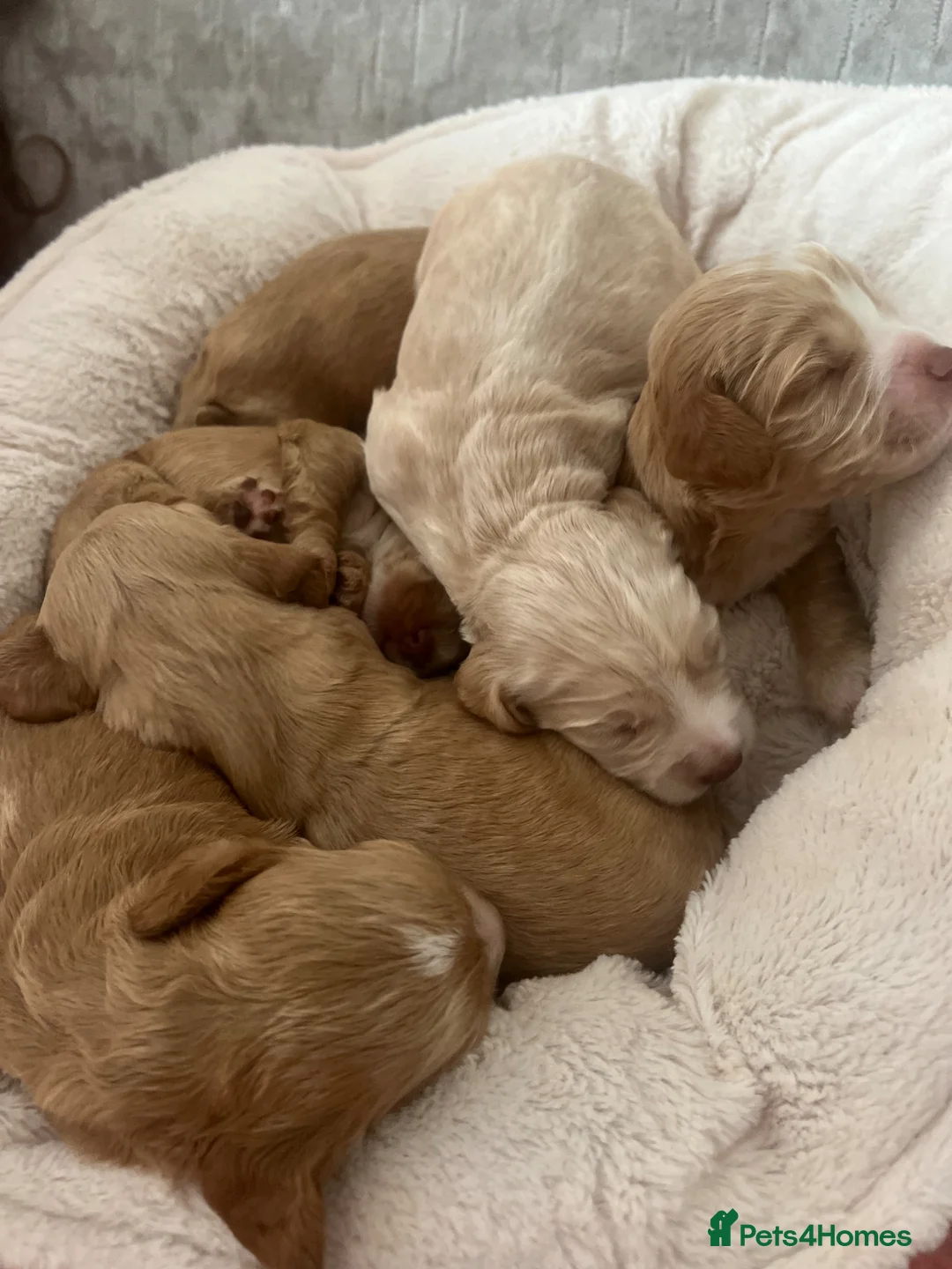 Cocker Spaniel dogs for sale: Purebred cocker spaniels for sale, 3 boys,3 girls  - Advert 1