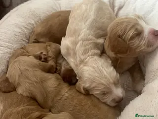 Cocker Spaniel dogs Purebred cocker spaniels for sale, 3 boys,3 girls - Advert 2