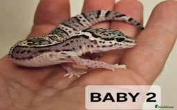 Leopard Gecko reptiles for sale: Home bred leopard geckos  - Image 6
